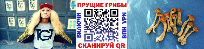 Псилоцибиновые грибы Magic Shrooms Тутаев